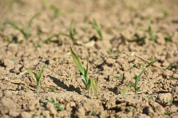 agriculture agricole plantation secheresse climat rechauffement