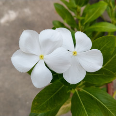 Close view of White Madagascar Periwinkle
