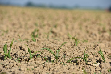 agriculture agricole plantation secheresse climat rechauffement