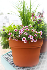 Flower Pot Arrangement