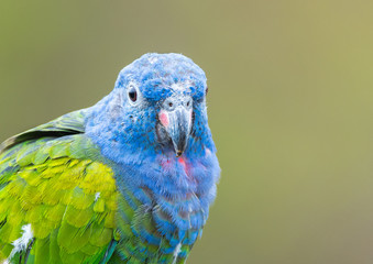 loro cabeza azul