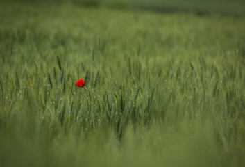 Blühender Mohn im Feld.