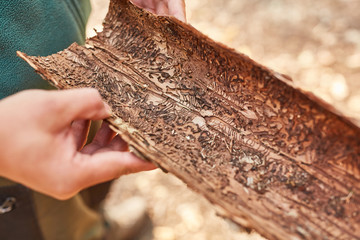 Baumrinde mit Borkenkäfer Schädlingsbefall