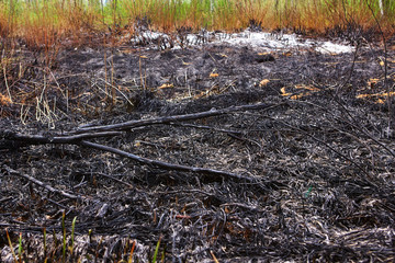 After wildfire with dust and ashes..Global warming, save planet, protect forests, conserve environment concept background.