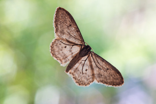 Common brown moth on a window underbelly view macro close up shot green foliage background