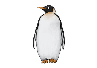 Penguin illustration