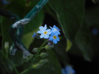 Blue forget-me-not © Ana