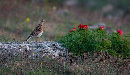 A lark standing on a stone near the flowering red peony bush. Eurasian skylark, Alauda arvensis, birdwatching. Spring, Paeonia tenuifolia red flowers