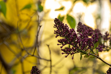 Purple tree flowers