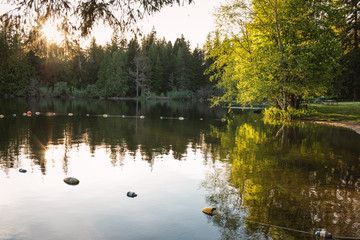 reflection of trees in water
