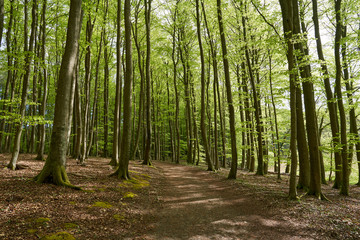 beautiful german beech forest, green landscape with beech trees in a forest in summer, a walking path through trees in forest on a sunny day, with leaves on the ground, germany, island Rügen, spring