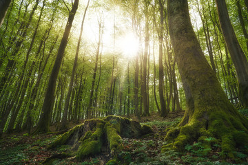 Fototapeta na wymiar beautiful german beech forest, green landscape with beech trees in a forest in the spring, sunbeams pour through trees in forest with green moss on the roots , germany, island Rügen