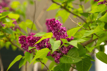 Lilac