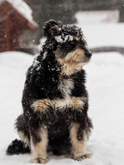 black dog in snow