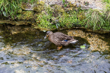 duck on the bank of a crystal clear river