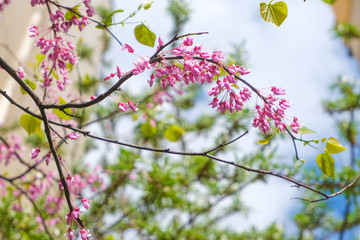 Shot of pink blossom flowers, beautiful floral background..