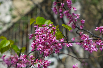 Shot of pink blossom flowers, beautiful floral background..