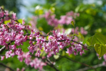 Shot of pink blossom flowers, beautiful floral background..