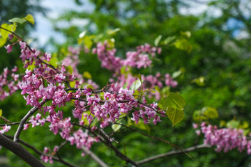 Fototapeta na wymiar Shot of pink blossom flowers, beautiful floral background..