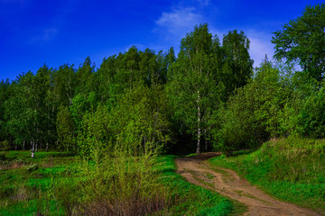 Fototapeta na wymiar Landscape - a long road and many green trees