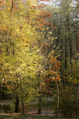 Obraz premium Bright sunny autumn day in the park