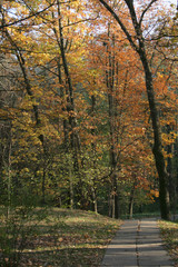 Naklejka premium Sunny autumn park