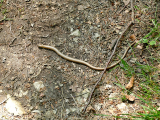 European blindworm on a way