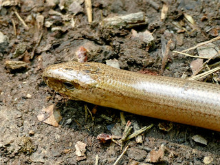 European blindworm on a way