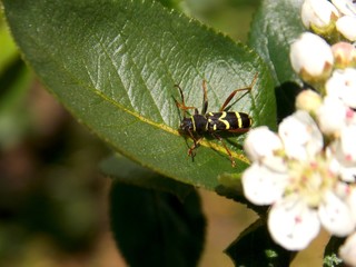 a colorful beetle on a plant leaf