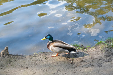 Close shot of a duck, standing near the lake, beautiful nature.