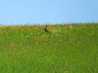 roebuck on a meadow in spring in Germany