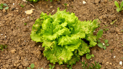 salad cultivation in a garden