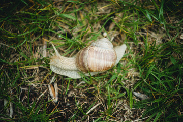 snail crawling on the grass close-up