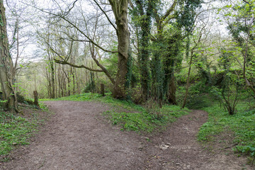 forest path, trees and vegetation on the sides, cloudy day