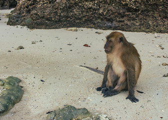 Monkey sitting and exploring beach island