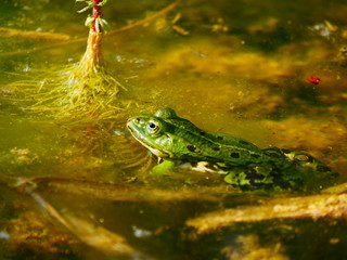 Laupheim, Deutschland: Ein Teichfrosch im Wasser
