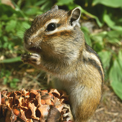 Chipmunk extracts and eats nuts from a pine cone