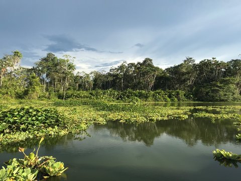 rainforest in ecuador