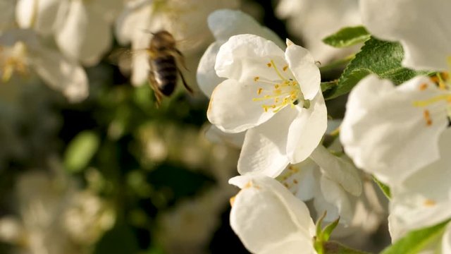 Close up of one honey bee flying around the Apple tree flowers