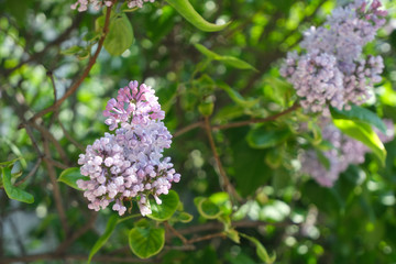 Lilac close up, blossoming flowers.Floral background.