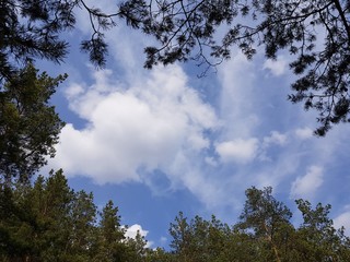 Obraz premium Tree tops against the blue sky