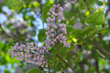 Lilac close up, blossoming flowers.Floral background.