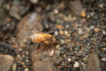 bee getting a drink at the river 