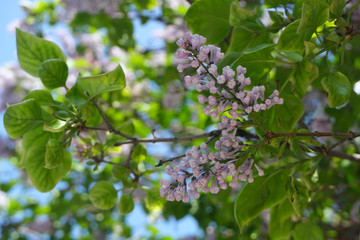 Obraz premium Lilac close up, blossoming flowers.Floral background.