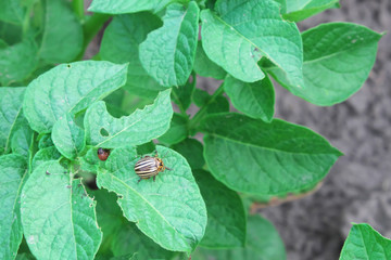 Colorado potato beetle on a potato bush. Insect pest.