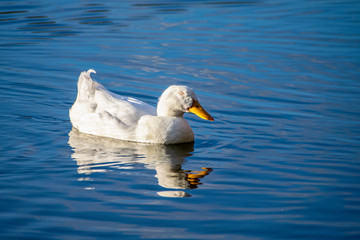 Sleeping whilst swimming as a white pekin ducks shuts eyes on a still calm lake
