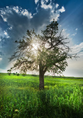 Fototapeta na wymiar Lonely tree on a meadow and beautiful sunset scene.