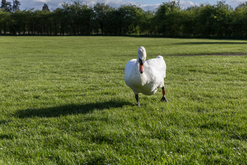 Swan runs through a grassy meadow