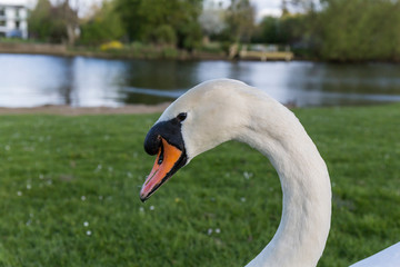 closeup of the head of a swan