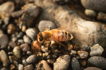 close up bee drinking at river 